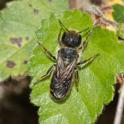 Osmia caerulescens (Blue Mason Wasp).jpg